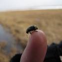 A shiny beetle on researcher's thumb.